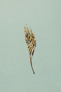 펑크 로열티 프리 음악