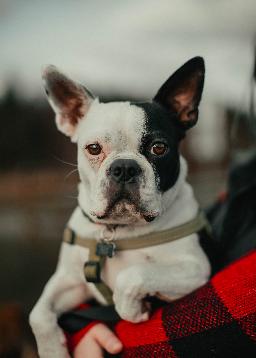 Música bombeada libre de regalías