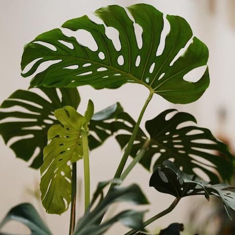 AI 기반 탐정 음악 및 로열티 프리 음악