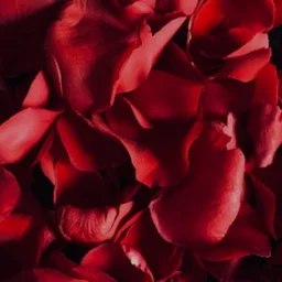 Playlist de la Saint-Valentin et musique libre de droits générée par l'IA