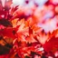 Autumn Vibes