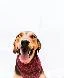Anthropological Meaning