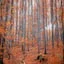 Woodland Wanderer