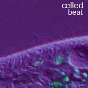 Celled Beat