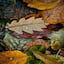 Forest Canopy