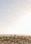 Desert Planet